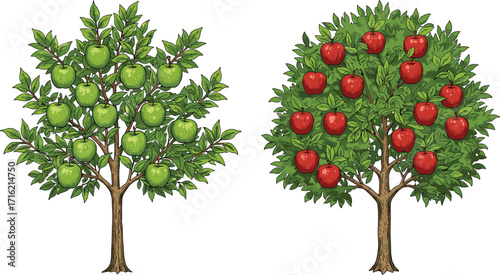 Green apple tree with ripe fruits, red apple tree full harvest, fresh orchard illustration, healthy fruit garden, nature concept, isolated background