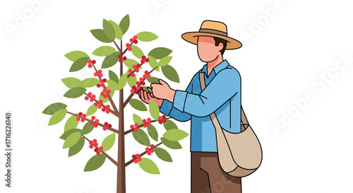 Farmer carefully harvests ripe red coffee cherries from lush green plant with straw hat and shoulder bag