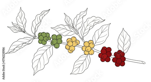 Vibrant coffee branch displays stages of fruit ripeness from green to red, showcasing natural growth cycles beautifully.