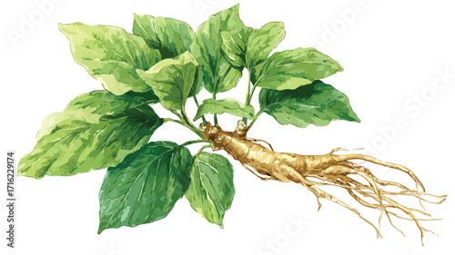 Watercolor Ginseng Root Leaves Vector Illustration
