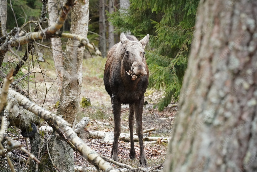 Fototapeta premium Moose in the Forest