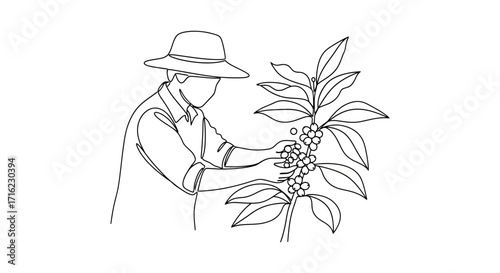 Farmer carefully picks ripe coffee cherries from a lush plant, celebrating harvest bounty and agricultural passion.