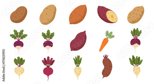 Root vegetables collection: potatoes, beets, carrots, and turnips in flat style