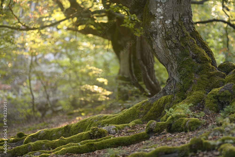 Fototapeta premium Old beech forest in Germany called