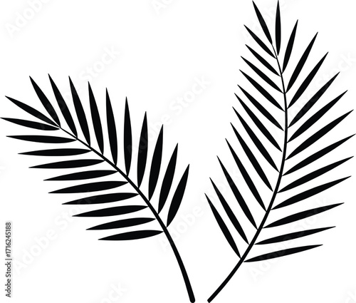 Two elegant black palm leaves artistically arranged on a white canvas