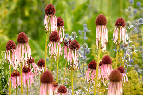 Quadro em tela Close up of the withering purple flowers and orange brown cones of the herbaceous perennial garden plant Echinacea purpurea, wilting at the end of the flowering season