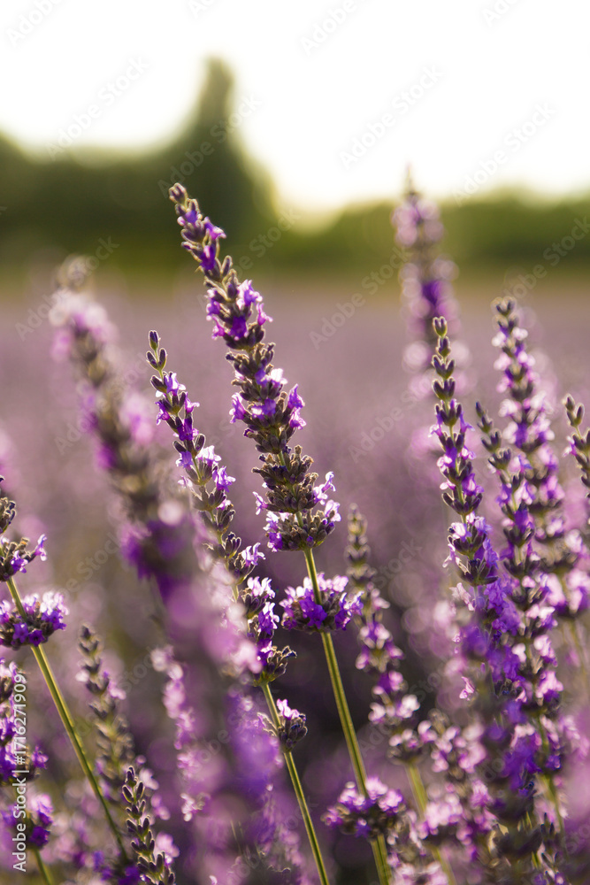 Obraz premium lavender