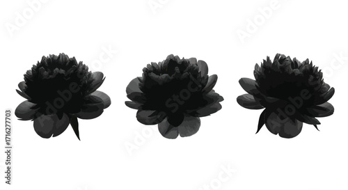 Three black dahlia flowers isolated on white studio background for elegant floral photography vector