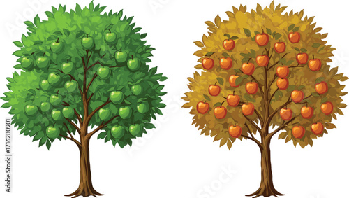 Green apple tree and ripe orange apple tree with fruits, summer and autumn season illustration, nature farming, harvest agriculture background