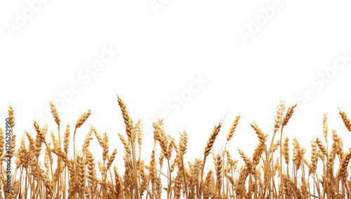 A golden field of ripe wheat swaying gently in the breeze under a clear sky. symbolizing harvest time. agricultural abundance. and the beauty of nature in rural landscapes