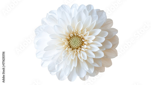 Wallpaper Mural A close-up view of a pristine white flower with layered petals. its intricate details and soft textures against a clean. neutral background. ideal for nature-themed projects Torontodigital.ca