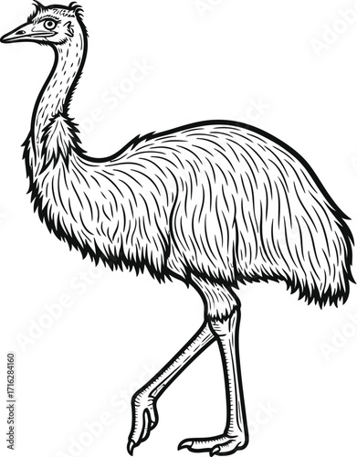Detailed emu illustration on a plain background, walking pose