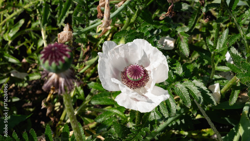 White poppy flower in full bloom with a purple center, surrounded by green foliage in sunlight.