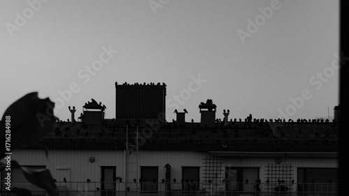 Black and white photo of jackdaws sitting on a rooftop, forming a dark silhouette against the sky.
