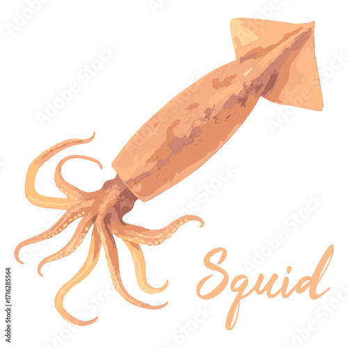 squid in watercolor illustration style, isolated vector on white background