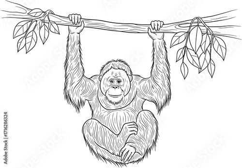 Orangutan Hanging from a Branch with Leaves, Line Art Style
