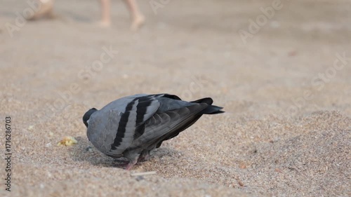 A carrier pigeon pecks at bread crumbs on the beach