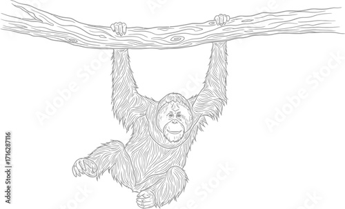 Orangutan Hanging from Branch, Line Art, Primate in the Jungle