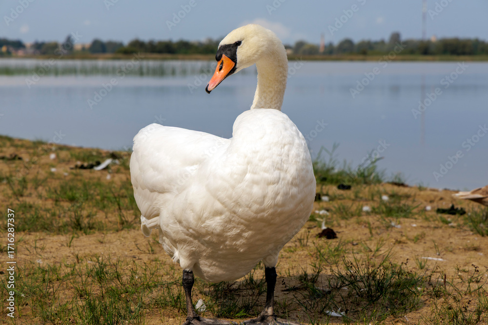 Obraz premium An elegant white swan standing on the lakeside shore.