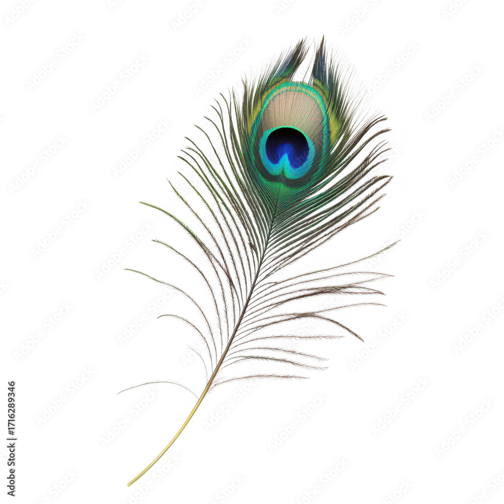 Fototapeta premium A peacock feather intricate patterns and hues of blue and green. isolated on a white background. ideal for nature-themed projects. artistic designs. or decorative purposes