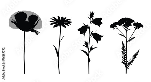 Silhouette collection of four delicate wildflowers blooming on vector