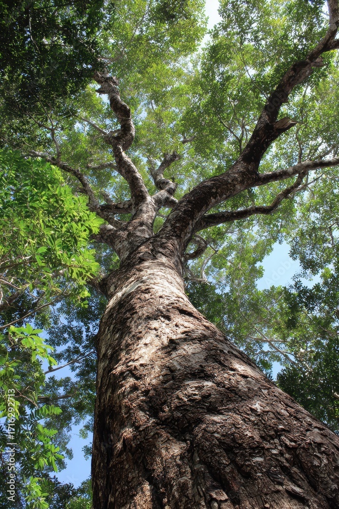 Fototapeta premium Copaiba: A Majestic Tree of the Atlantic Forest and Cerrado, Showcasing Nature's Beauty with Lush Green Leaves Under an Expansive Sky