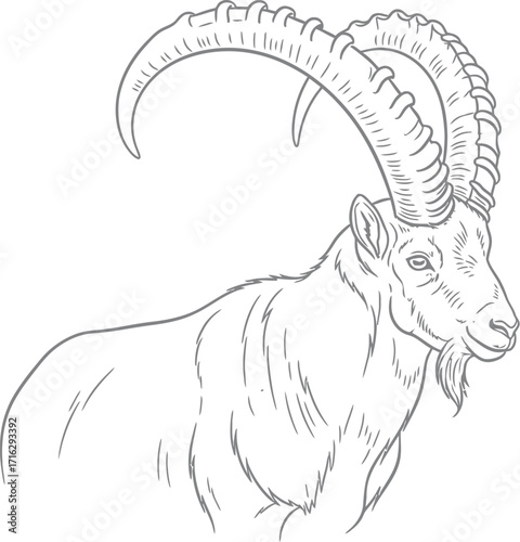 Line drawing of an ibex with large horns on a white background