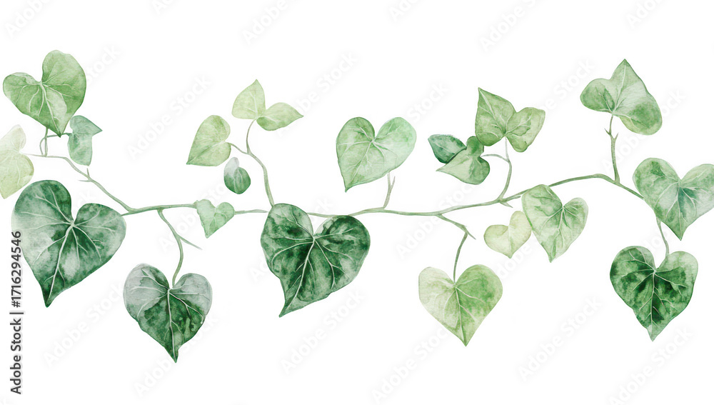 Obraz premium A delicate arrangement of green ivy leaves gracefully intertwining. various shades of green against a clean white background. ideal for nature-themed designs or botanical illustrations