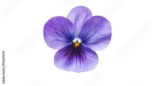 A close-up view of a purple flower with delicate petals and intricate veining. set against a clean white background. ideal for botanical studies or floral design inspiration