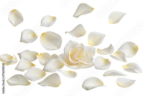 White rose petals scattered elegantly on black background symbolize purity love tranquility