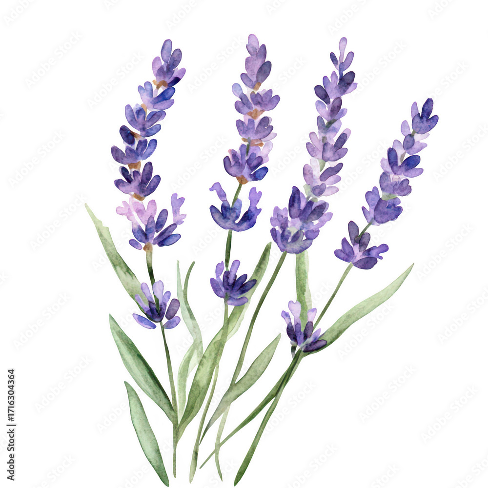 Fototapeta premium A beautiful watercolor illustration of lavender flowers in full bloom. their purple hues and delicate green leaves against a clean white background. perfect for botanical decor