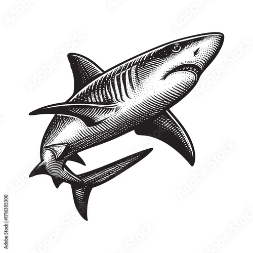 Detailed Black and White Engraving of shark swimming