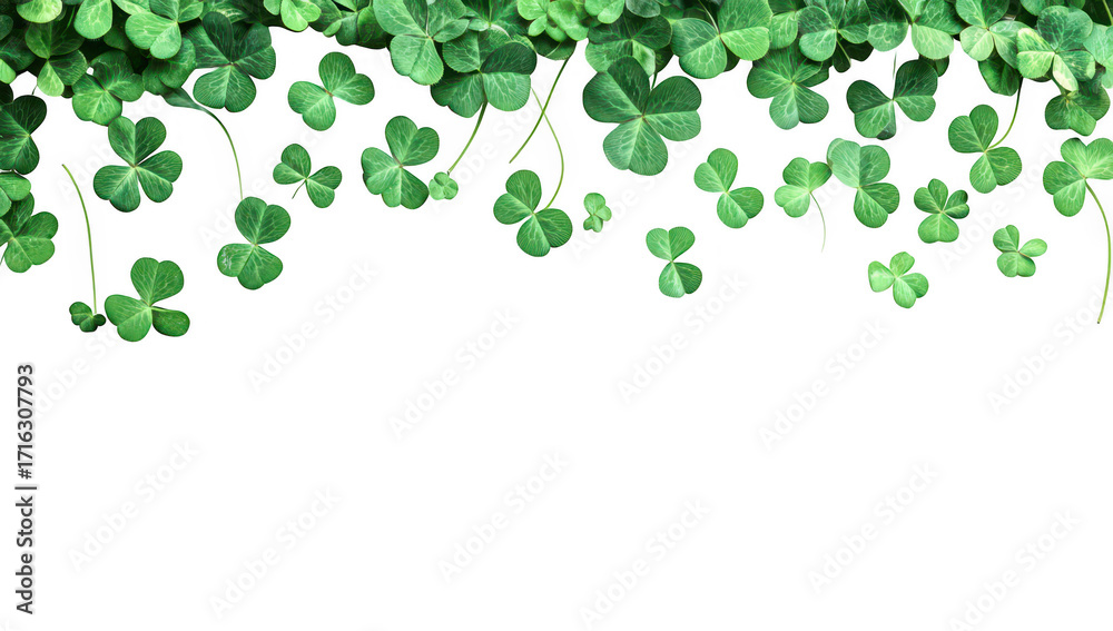 Obraz premium A arrangement of lush green clover leaves cascading from the top edge against a clean white background. perfect for spring-themed designs. nature-inspired projects. or festive celebrations