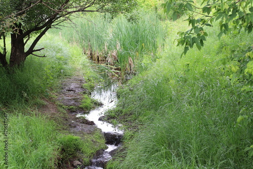 small creek winding past reeds and grassy banks in boreal forest in summer