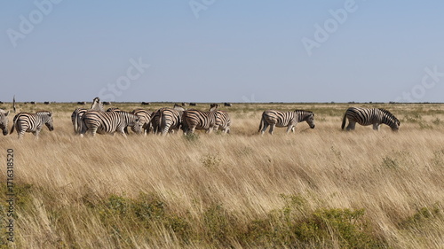 Photography Safari