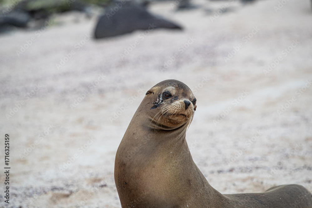 Obraz premium Sea Lion resting on rocks on the beach in Espanola