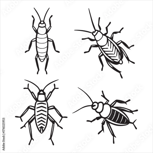 A Nocturnal and Melodious Cricket, a Chirper with Powerful Leaping Hindlegs and a Shining Black Exoskeleton, a Lucky symbol of the Night from the Orthoptera Order