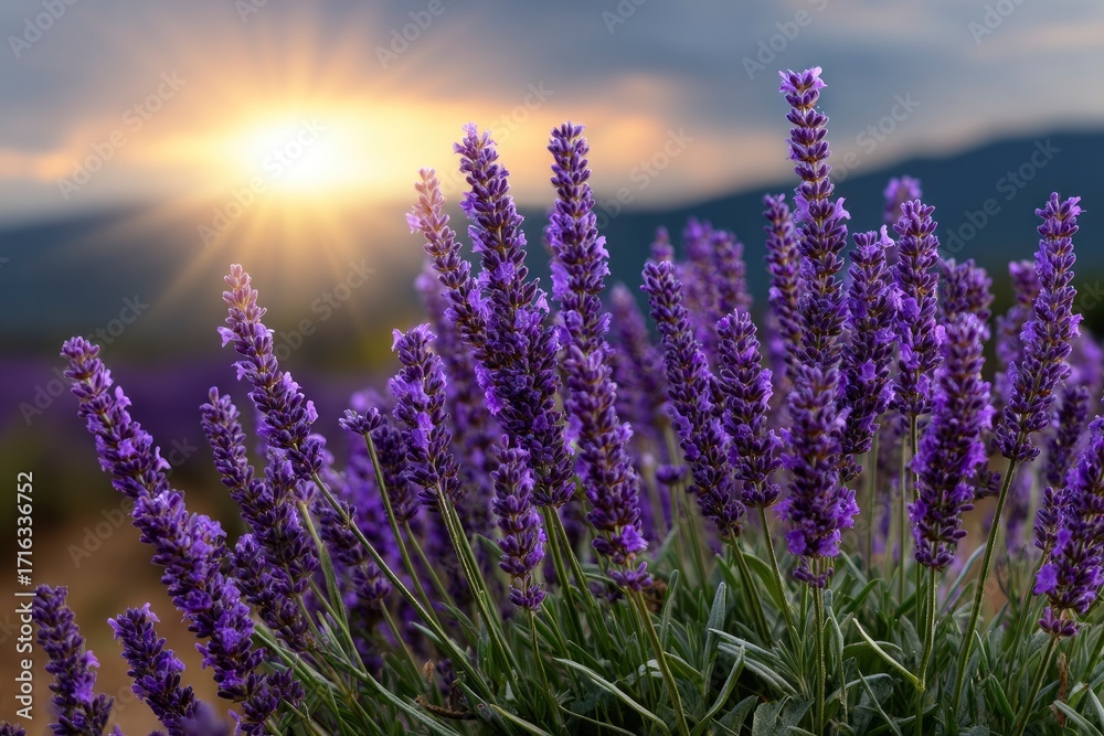 Obraz premium Lavender field with sun purple flowers in bloom against a distant mountain