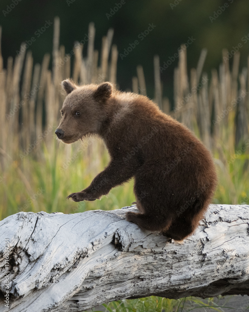 Fototapeta premium Bear cub up on a dead log at the beach