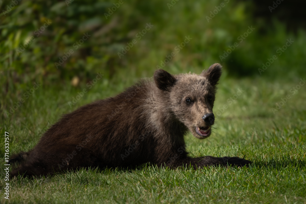 Fototapeta premium Bear cub laying in the grass in Alaska