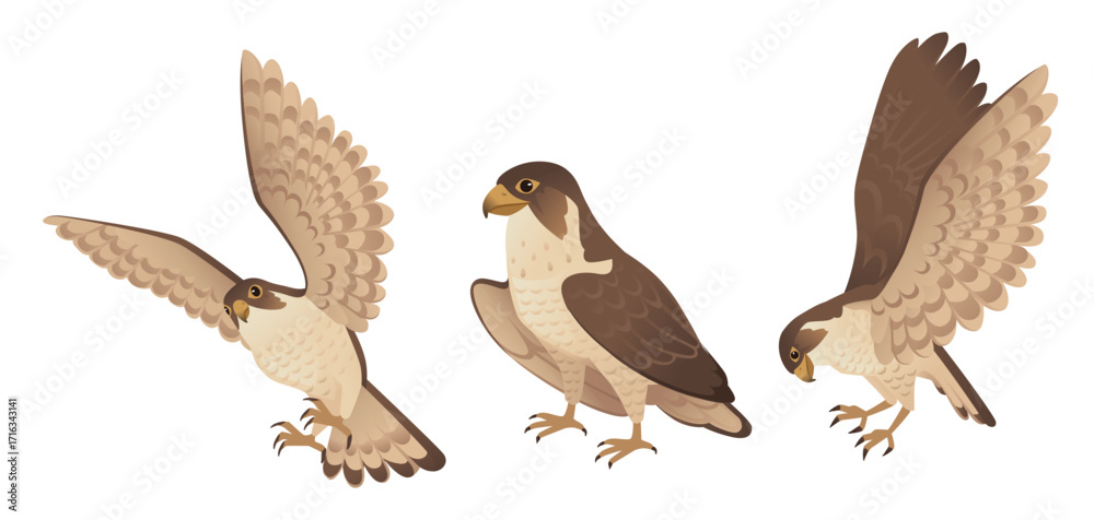 Obraz premium Hawks in flight collection. Three brown birds of prey with detailed wing patterns. Flying and perched positions showing natural bird behavior. Vector illustration isolated on white background