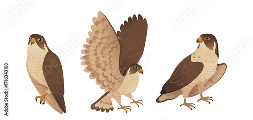 Brown hawk collection. Three birds of prey in different poses - perched, flying with spread wings, and sitting. Detailed feather patterns on wings and tails. Vector illustration isolated on white