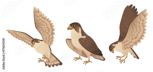 Hawks in flight collection. Three brown birds of prey with detailed wing patterns. Flying and perched positions showing natural bird behavior. Vector illustration isolated on white background