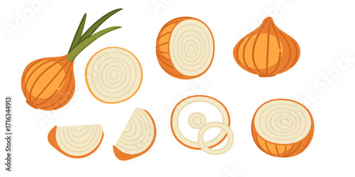 Yellow onion collection with green shoots whole and sliced rings pattern. Fresh bulb vegetable with layered interior structure. Vector illustration isolated on white background