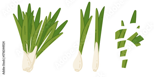 Green onion scallion collection with white roots and chopped pieces. Fresh spring onion bunch with leafy tops. Healthy cooking herb ingredient. Vector illustration isolated on white background