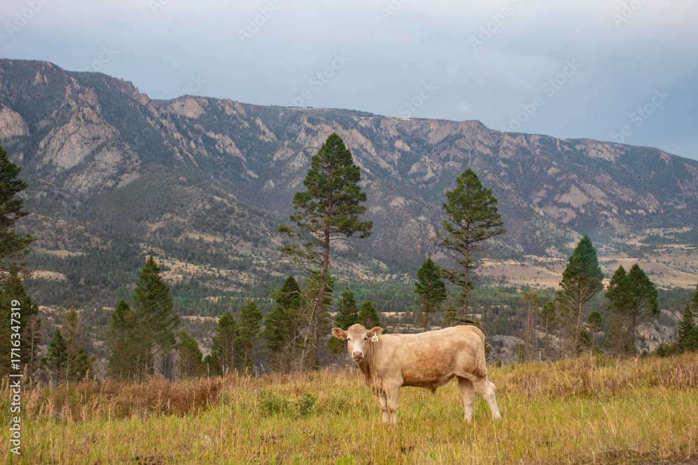 Obraz premium Free Range in Beartooth Mountains, Wyoming