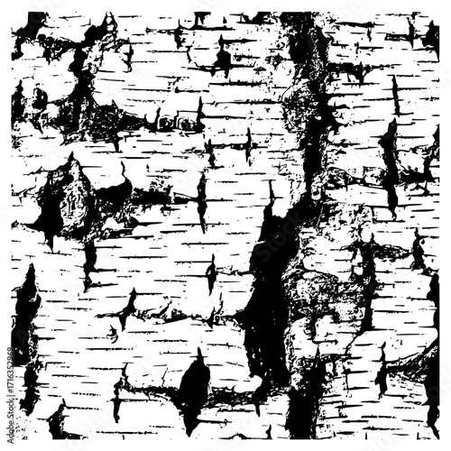 Detailed monochrome image showcasing the intricate texture of birch tree bark with peeling layers and fissures