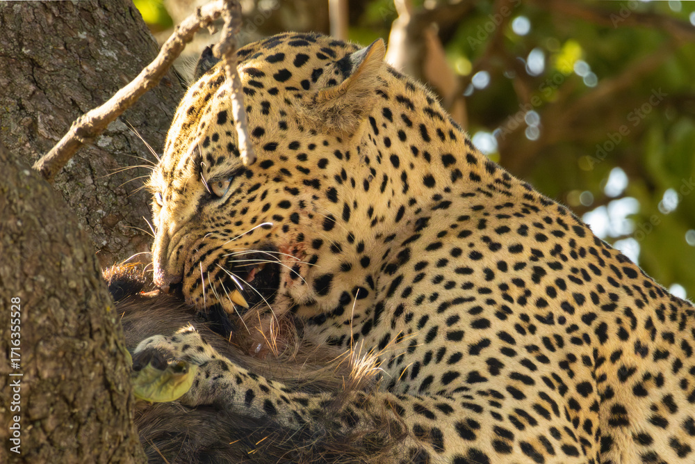 Obraz premium A male leopard eagerly biting a wildebeest in Serengeti National Park