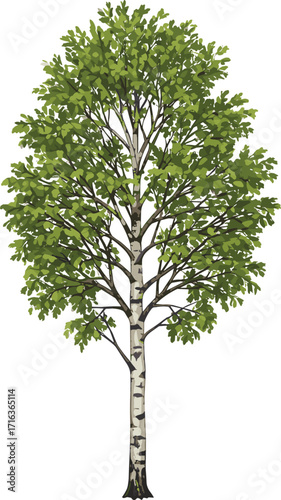 birch, tree, foliage, nature, botanical, plant, forest, landscape, leaf, greenery, outdoor, vegetation, natural, scenic, environment, flora, growth, wood, decorative, , tree, foliage,