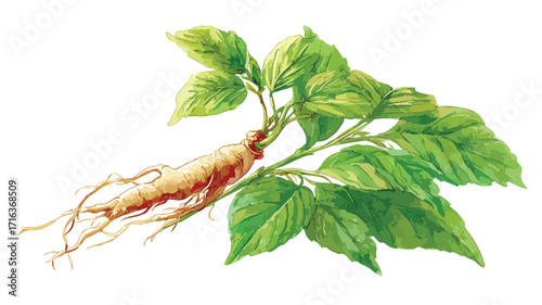 Watercolor Ginseng Root Leaves Vector Illustration